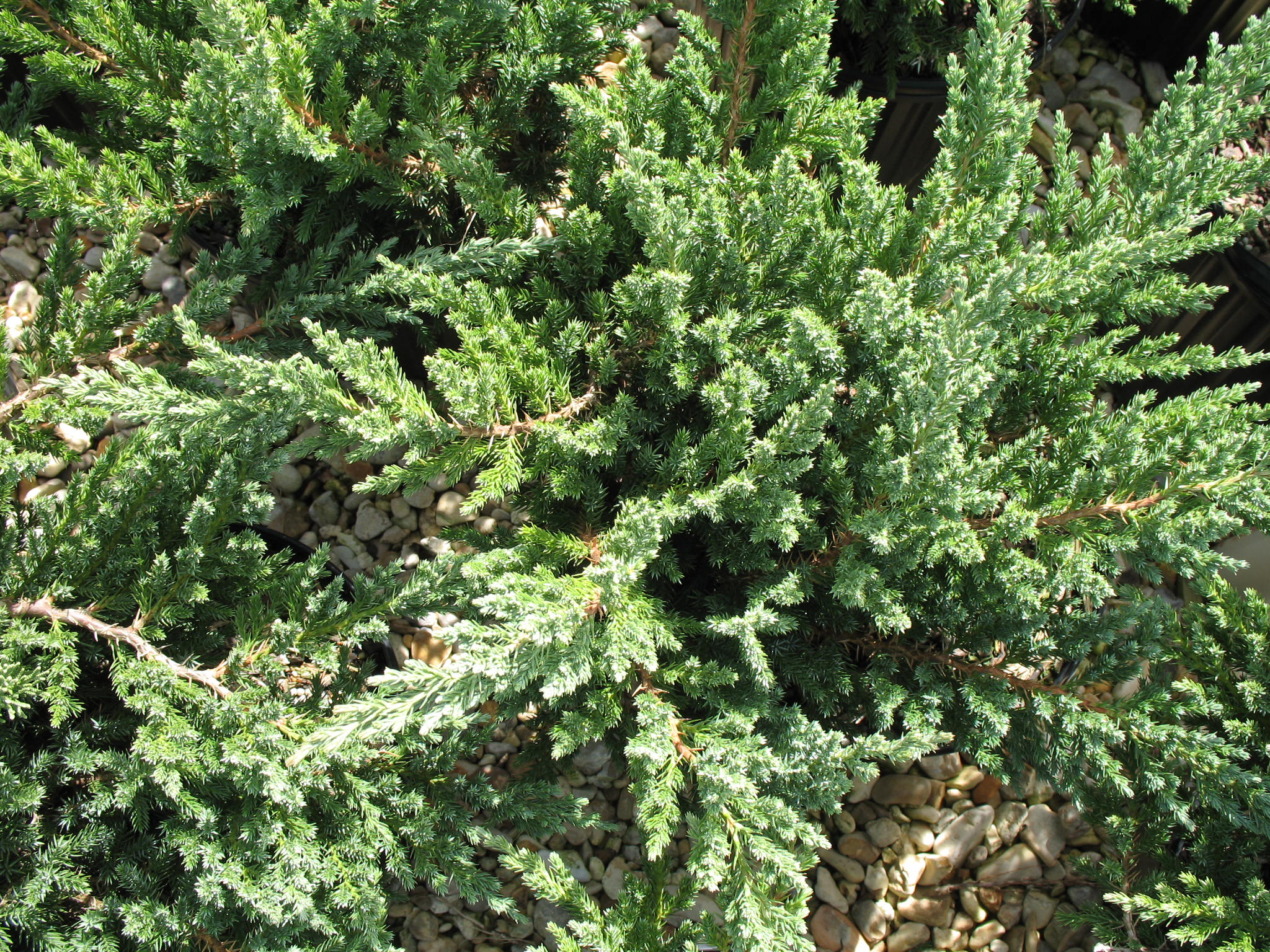 Online Plant Guide Juniperus davurica 'Parsoni' / Parsons Juniper